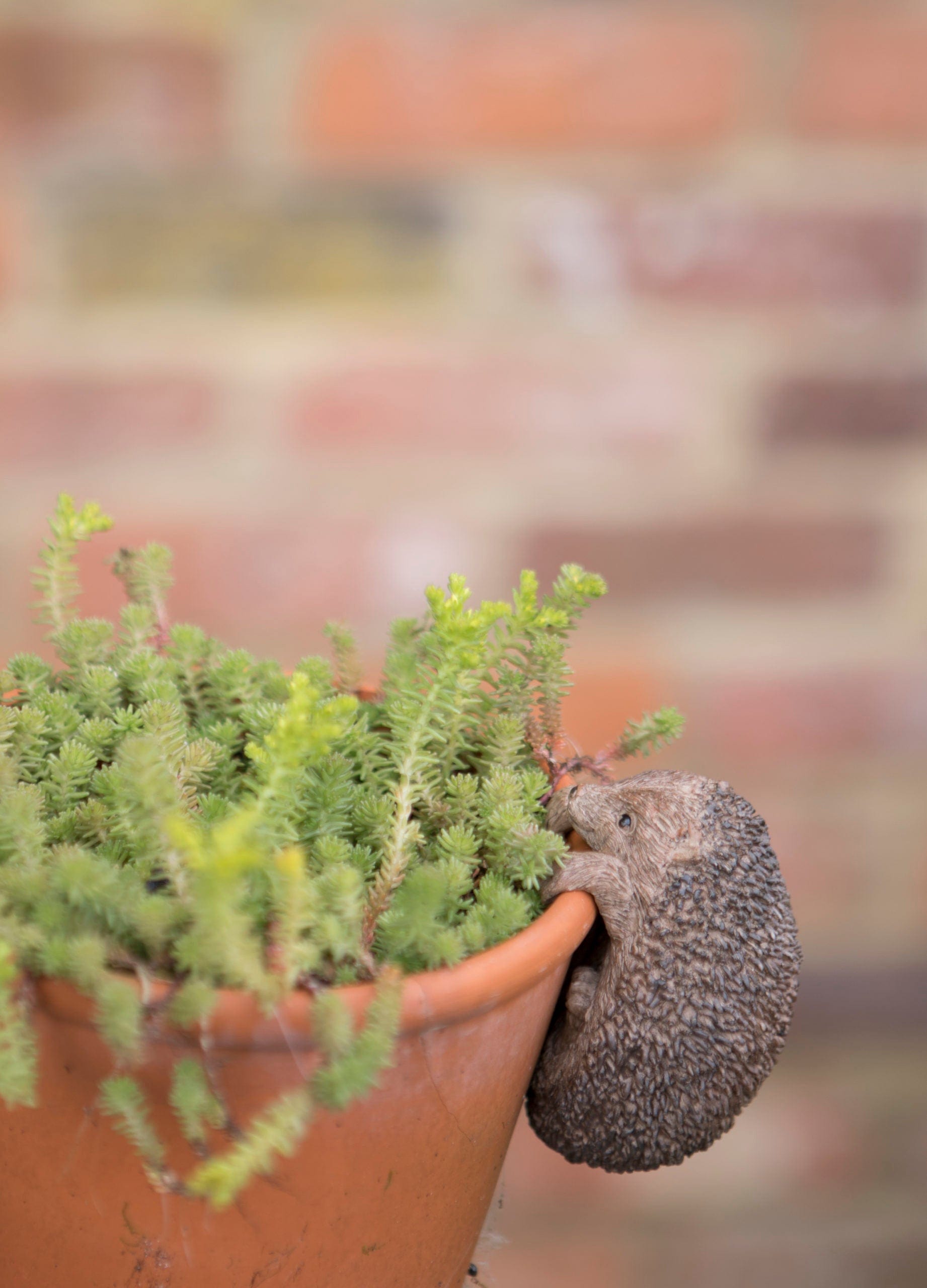 Hedgehog Pot Hanger