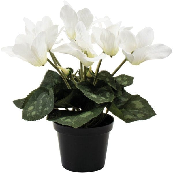 White Cyclamen in Pot