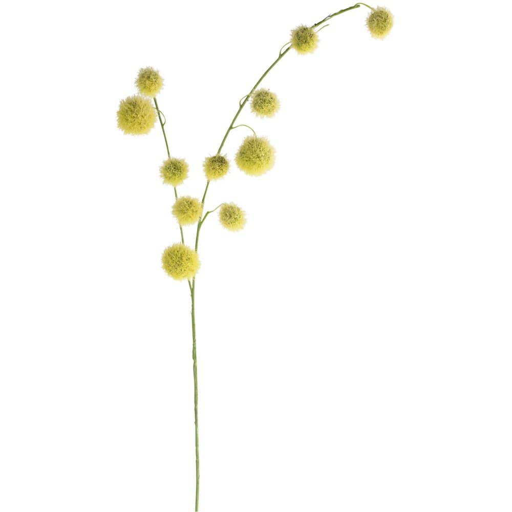 Craspedia Stem, Greenish Yellow
