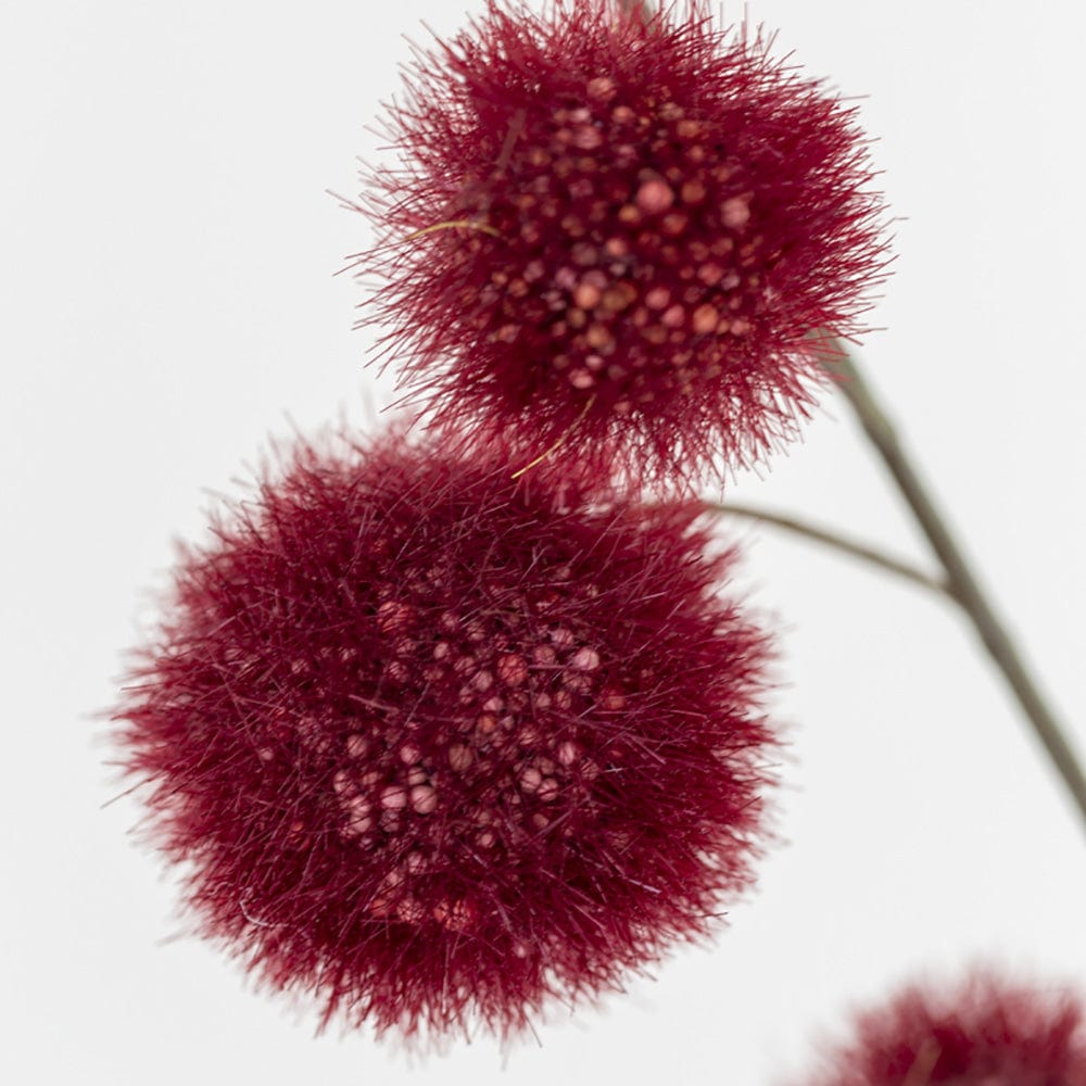 Craspedia stem, Dark Red