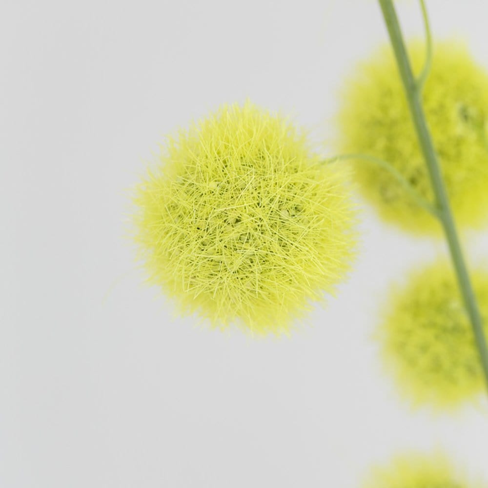 Craspedia Stem, Greenish Yellow