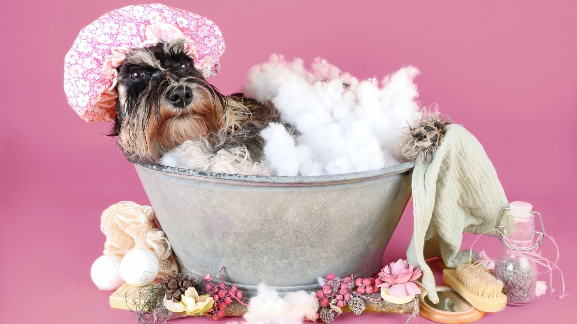 Pawsitively Pampered: A Dog’s Guide to the Ultimate Spa Day