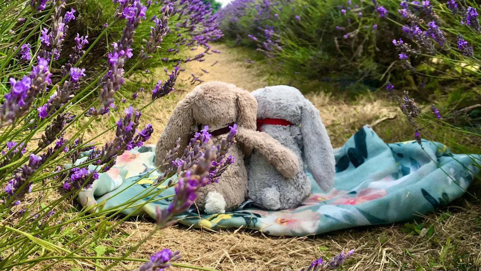 Exploring the Wonderful World of Jellycats: Our Favourite Instagram Pages from the ever-evolving Plushie Community.