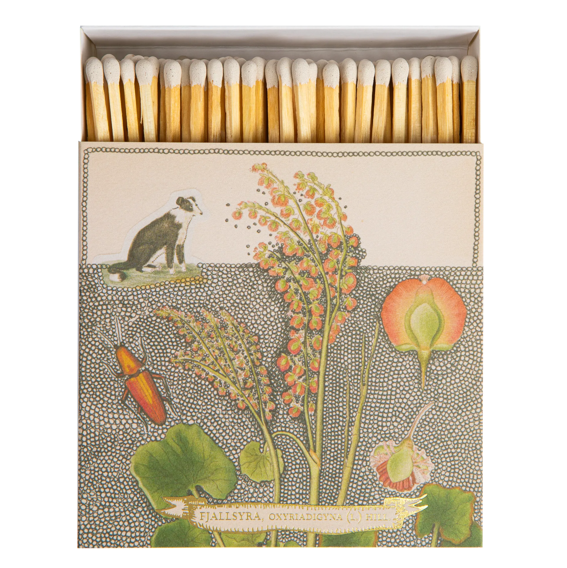 Square Luxury Match Box Chien Botanical Drawing